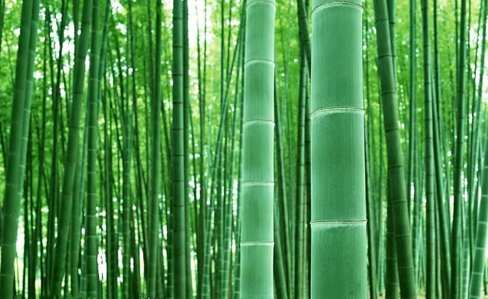Chinese Bamboo Seeds - Bamboo Seeds For Planting Pack of 55 (B0D8SQD8SN) Amazon Price History, Amazon Price Tracker