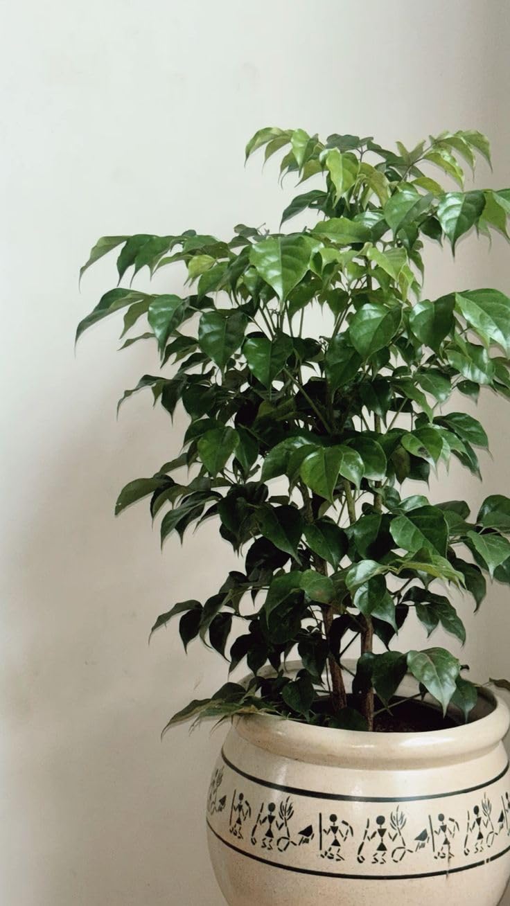 China Doll Natural Live Indoor Plant with Pot, 1-1.5 Feet Height, Pack of 1