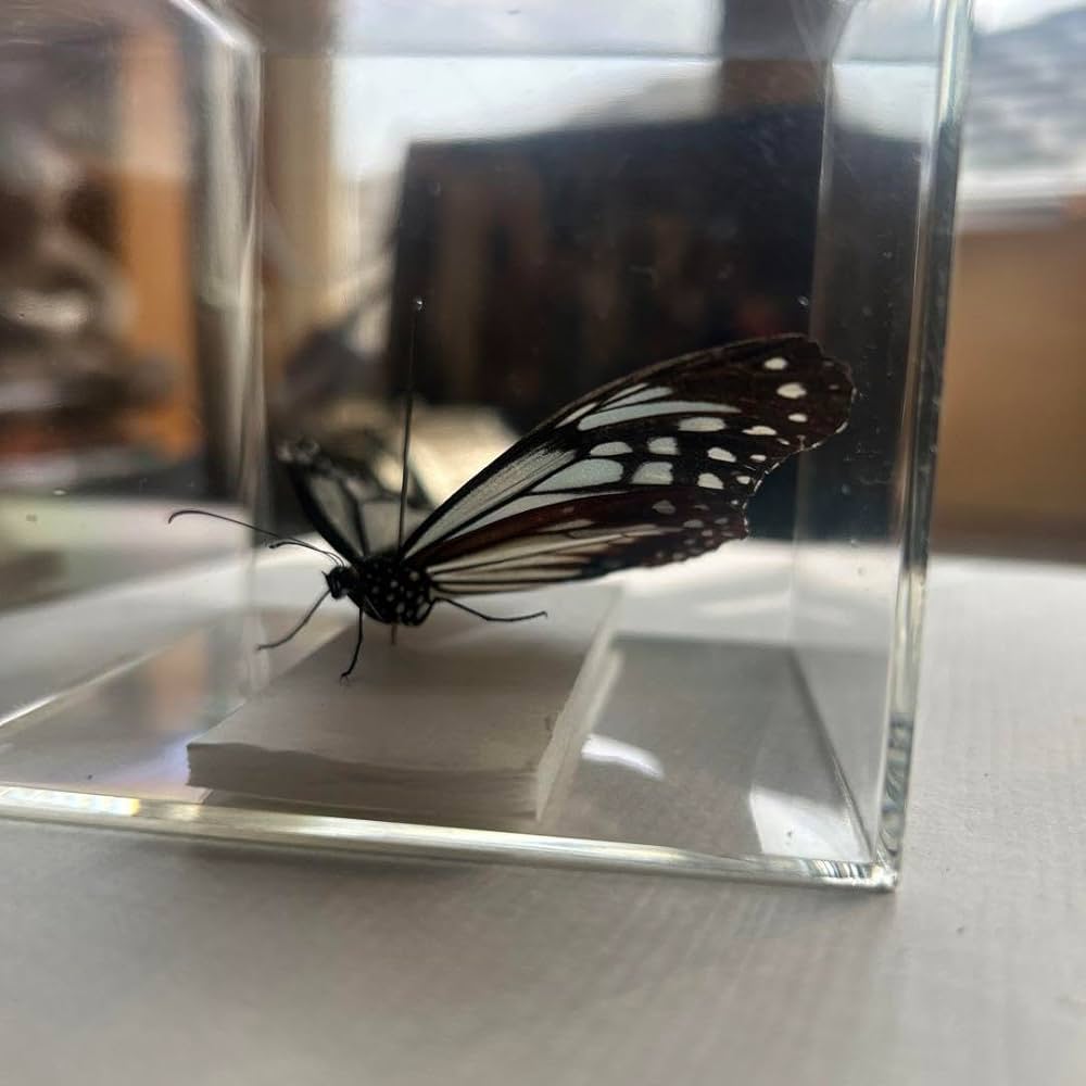 アサギマダラ4２頭 エムテック会長のつぶやき「アサギマダラ飛来」 | エムテック