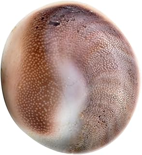 Hohopeti Sol Fóssil Espécimes Antigos Oceano Espécimes De Animais Amostras De Conchas Pedras Cristal Cura Espécime Amonite Brinquedo Paleontologia Modelo Modelo Animal Mesa De Jantar De