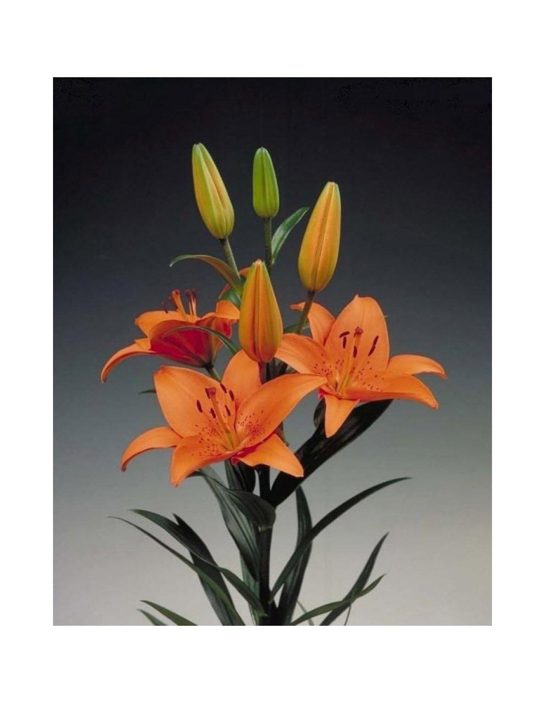JARDIN202 - Liliums LA | Flor Natural | Ramo de 10 tallos | 80cm de alto | Naranja