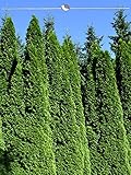 Lebensbaum Thuja Smaragd 140-160 cm. Angebot: 15 Koniferen. Thuja: BESTSELLER