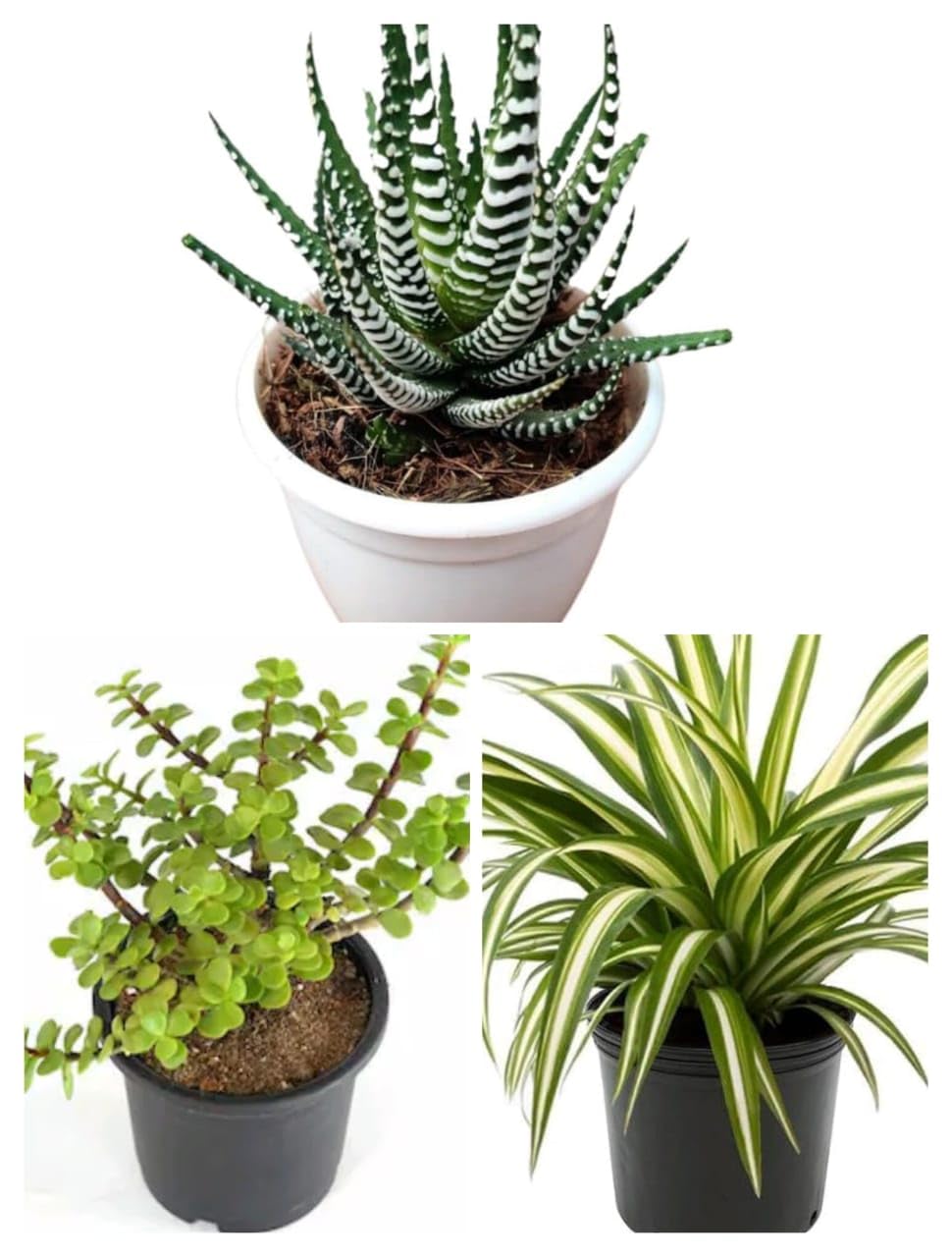 Gurveplantationi Combo 3 Pcs Jade Plant & Zebra Plant & Spider Plant | Zebra & Jade & Spider Plant Indoor live Plant With Pot | Indoor & Out Door Plants (B0CZF78S3Z) Amazon Price History, Amazon Price Tracker