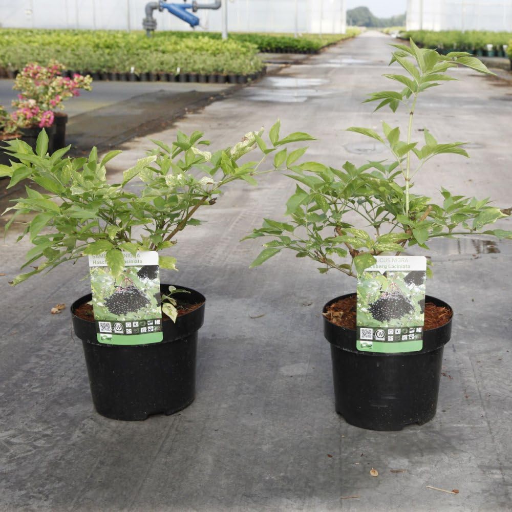 Sambucus Nigra 'Haschberg' - High-Yield Black Elderberry with Rich Fruit for Jams & Wines | Easy to Grow 1X 3 Litre Pot by Thompson & Morgan