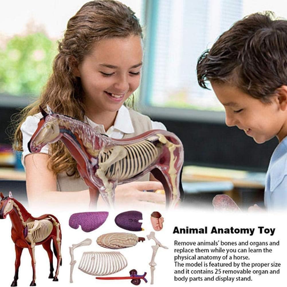 Genérico Modelo 4D de anatomía de caballo - Esqueleto de animal, biología desmontable, 26 piezas para clínica veterinaria de mascotas FormaciónEnseñanza escolar