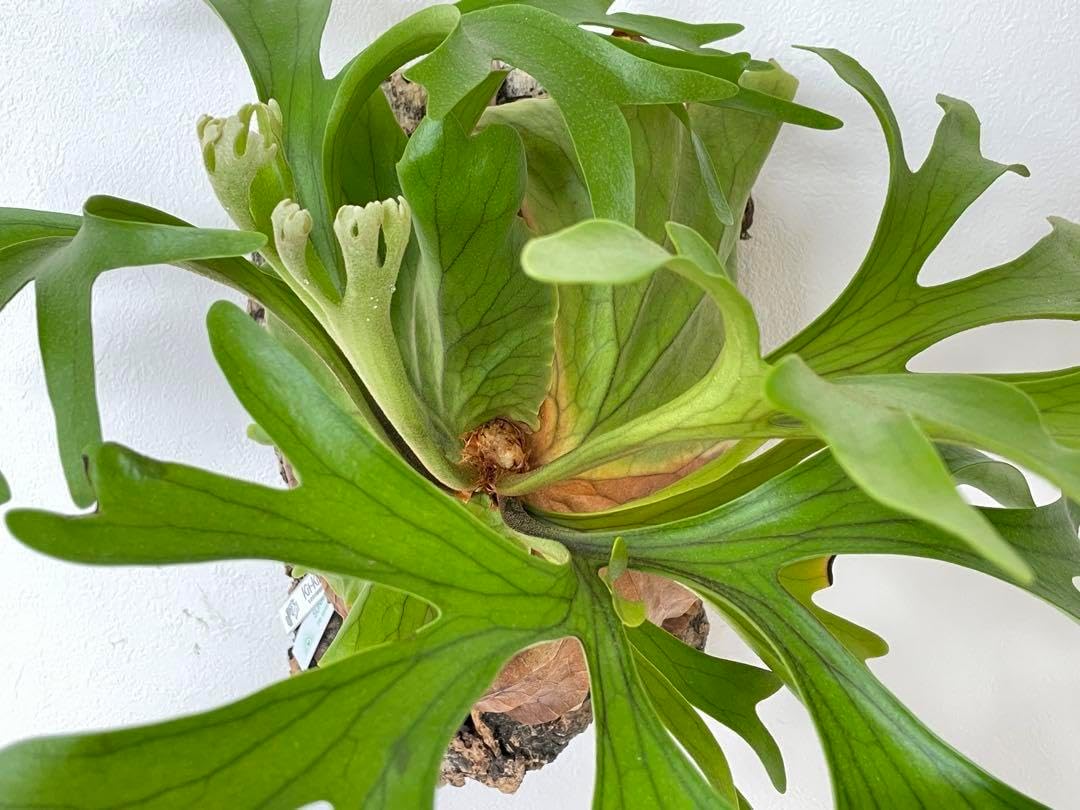 P. Lion Head ライオンヘッド ビカクシダ 株分け OC P. Lion Head