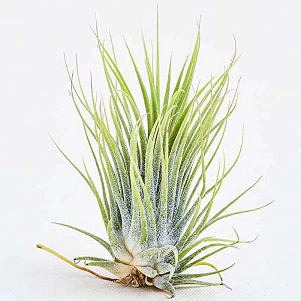 OhhSome Air Plant, Tillandsia Ionantha Guatemala - Garden Live Nursery Indoor Outdoor Living Plants With Pot Oxygen Plants|Living Room|Living Room|Table|Live Plant|Home Décor (Healthy Plant)