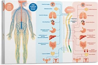 Pictures of Human Organs Canvas Poster Wall Art Decor Canvas Print Picture Paintings for Living Room Bedroom Decoration Frame-style 12x18inch(30x45cm)