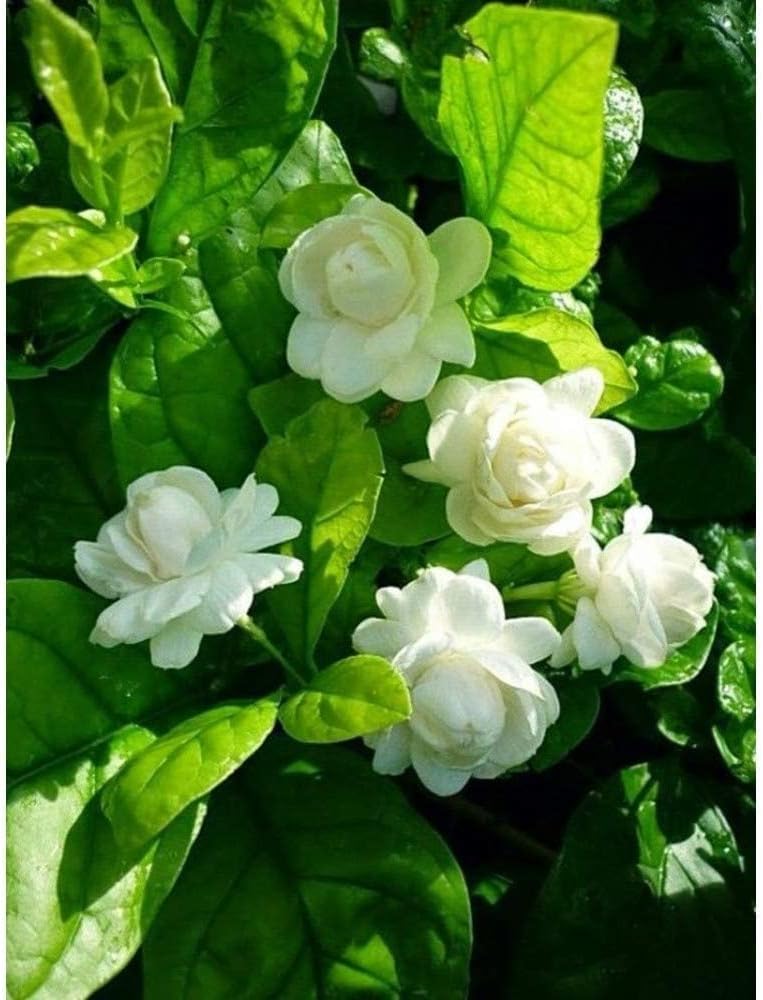 Garden Art Flowering Outdoor Live Plant For Home and Garden (Jasmine) | Pack of 1 Healthy Live Plant With Grower's Pot/Bag