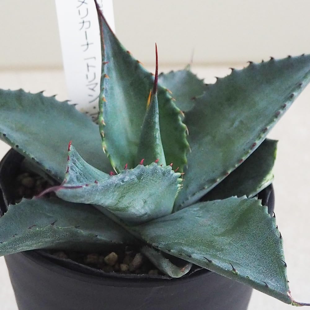 カイマン　アガベ Amazon｜ITANSE アガベ アメリカーナ トリマン・ブルー 3.5号 1