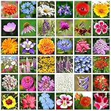 Große Vielfalt an Wildblumensamen: Mehr als 10.000 Samen reichen für eine Fläche von 300 bis 500 Quadratmetern und sind ideal für die meisten Bodenarten