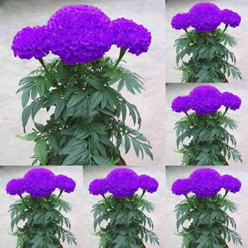 TRICONE F1 Hybrid African Purple Marigold Genda Outdoor Indoor Seeds 150 Beej GS3 (B0BQRDLY32) Amazon Price History, Amazon Price Tracker