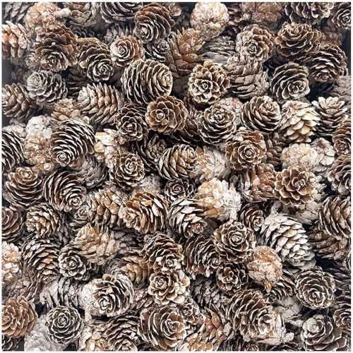 KY-Tech Snow Pine Cones 100pcs Christmas Pine Cones 2-3cm Mini PineCones Decorations PineCones for Craft Wreaths & Garlands Decorations Christmas Party (2-3CM)