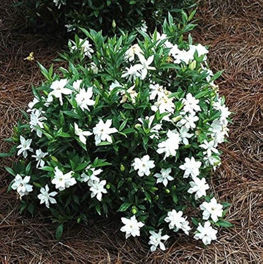 Amazon.com : Frost Proof Gardenia (Cape Jasmine) - Trade