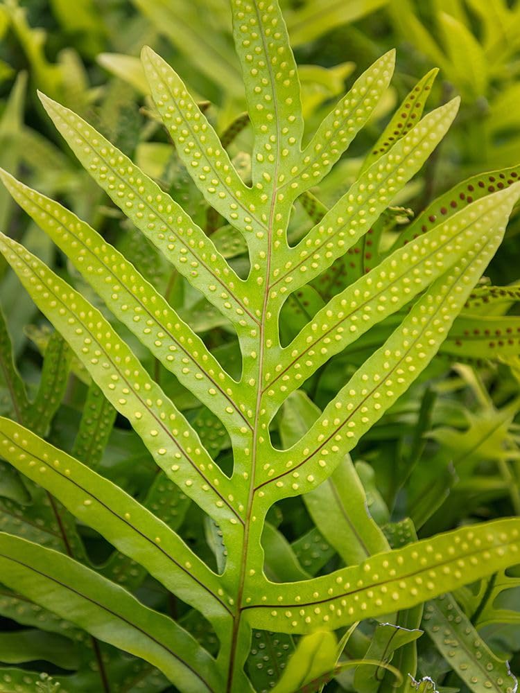 Fern Examination III plakat wydruk - Danny Head (18 x 24)