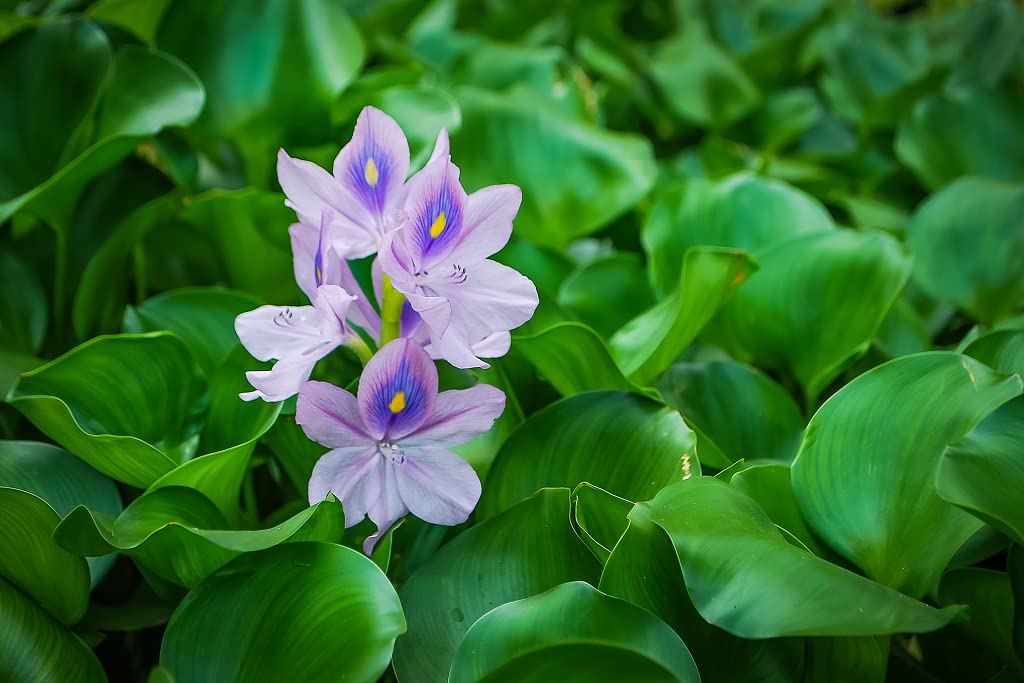 Common Water Hyacinth (Eichhornia Crassipes) | Live Floating Pond Plants for Water Gardens (1 Water Hyacinth)