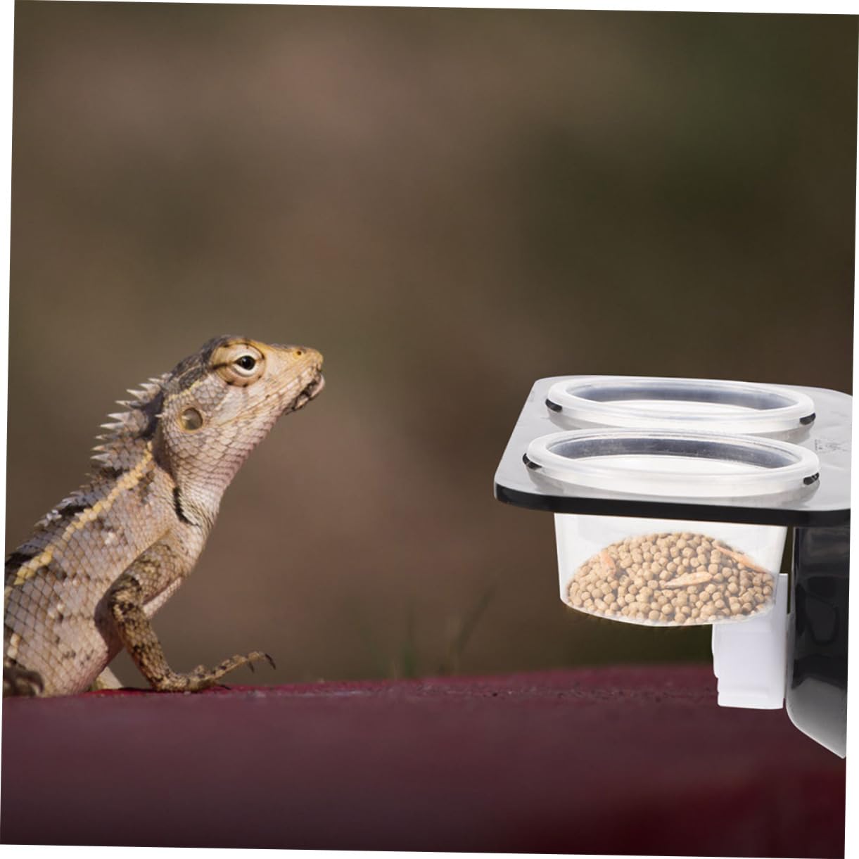 BESPORTBLE 5 Juegos De Cuencos para Reptiles Cuenco De Agua para Comida De Tortuga Plataforma De Alimentación para Reptiles Tanque De Tortuga Plato De Comida para Gecko Accesorios para