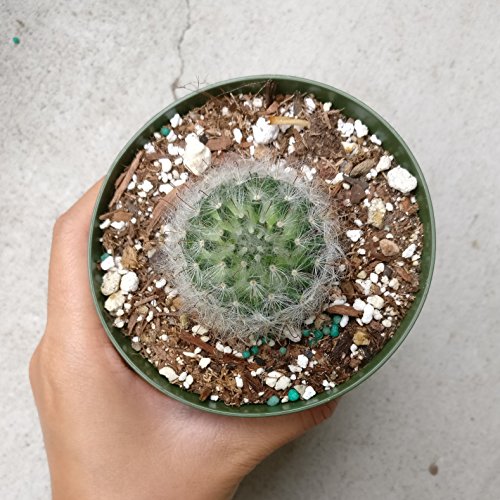 Mammillaria Bocasana Powder Puff Cactus (4 Inch) #TOP5