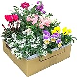 花苗セット 秋冬のお花おまかせ9ポット ガーデニングに最適です。