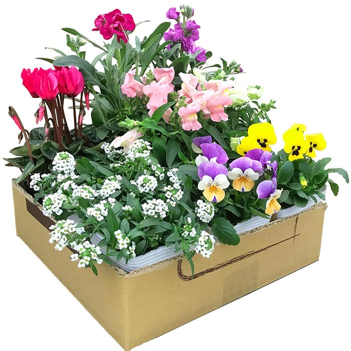 ガーデニングお洒落 Amazon.co.jp: 花苗セット 秋冬のお花おまかせ9ポット