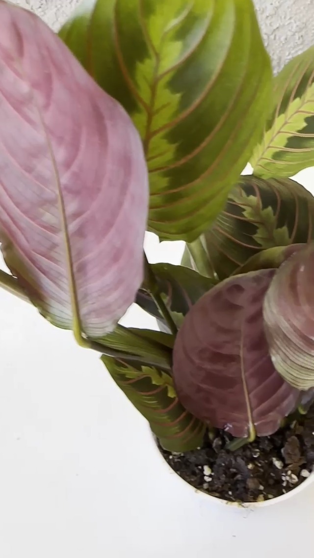 Amazon.com : Hopewind Plants Shop, Red Prayer Plant, Red Maranta, Gorgeous  Live Indoor Plant, Easy to Care and Rare Variety 4 inch Pot : Patio, Lawn &  Garden