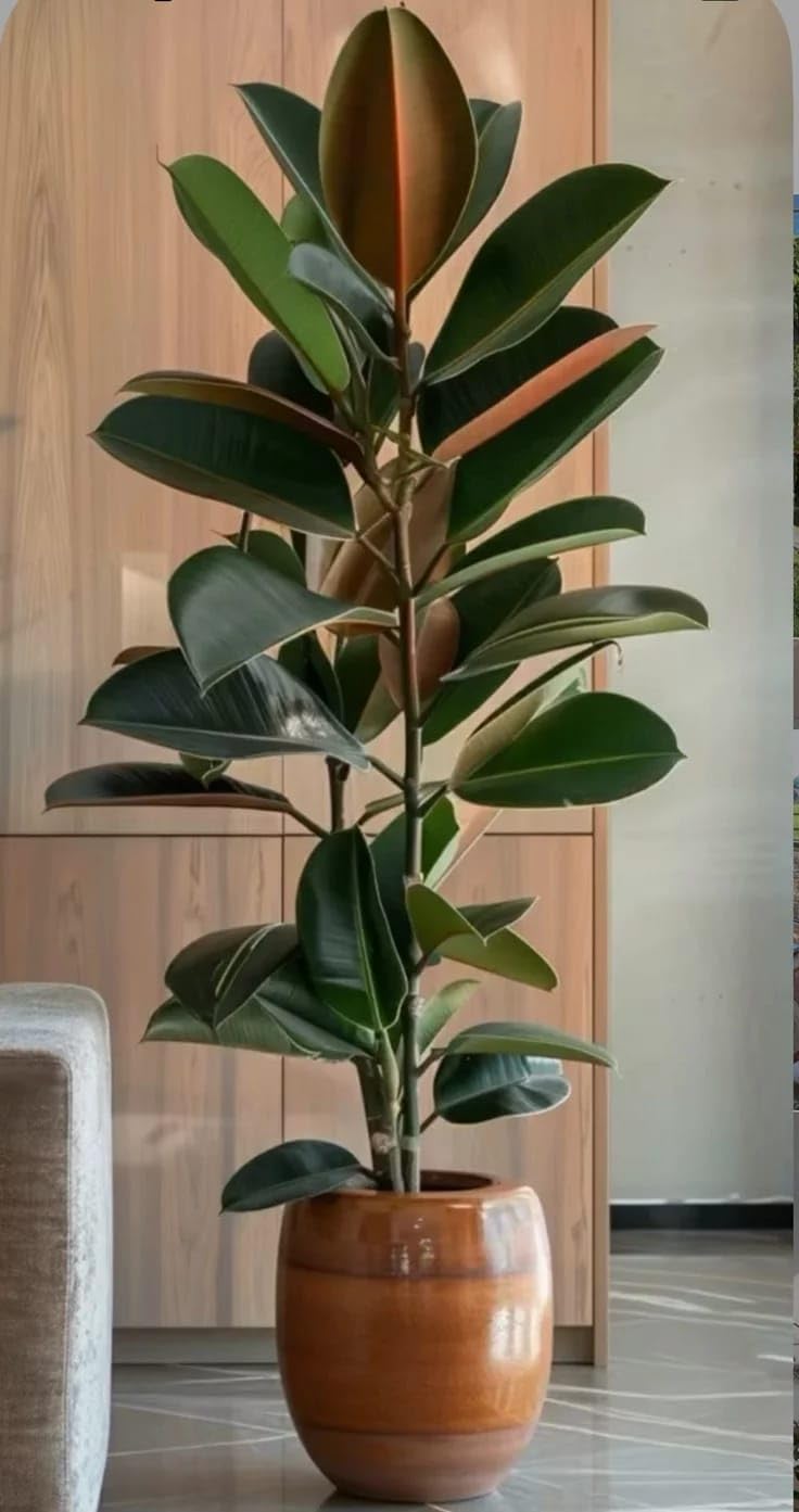 Rubber Plant Indoor Live Plant for Home Decoration, 15-20 cm BH8 | Pack of 1, Easy Care Houseplant, Air Purifying, Decorative Foliage, Ficus Elastica-image-9