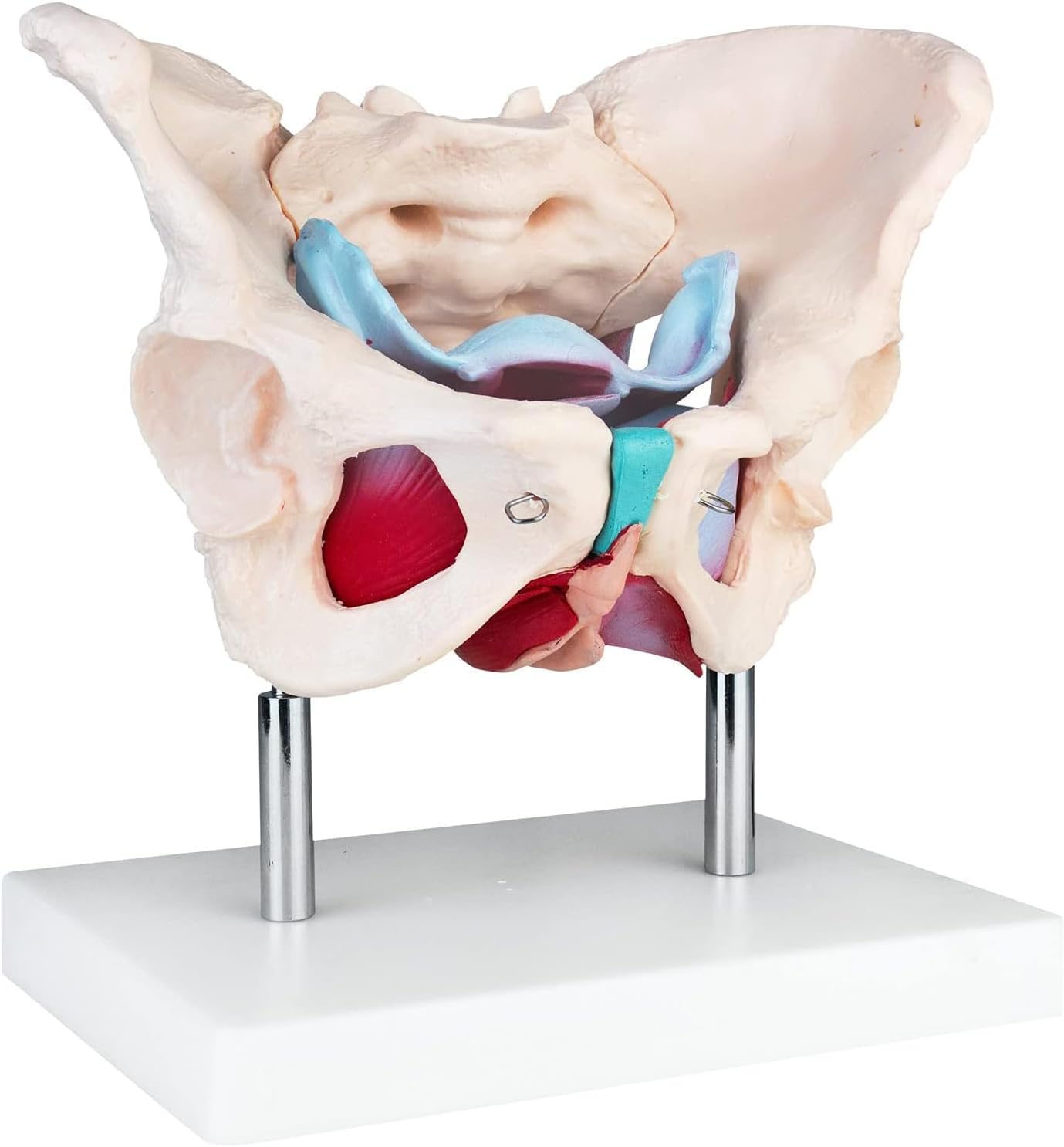 Anatomie Modell weiblicher Beckenboden Lebensgroß weibliches Becken | Becken mit Muskeln für Schule, Studium und Anatomie-Training, Lehrmodell