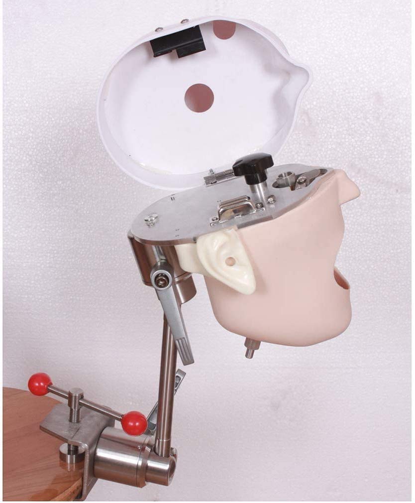Manichino Fantasma Dentale, simulatore Dentale Testa, simulatore Dentale Formazione Testa Fantasma con Modello di Denti Formazione per Dentisti e assistenti dentali per Dentisti e assistenti dentali
