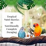 LAFEBER'S Tropical Fruit Nutri-Berries Pet Bird Food, Made with Non-GMO and Human-Grade Ingredients, for Cockatiels Conures Parakeets (Budgies) Lovebirds (Tropical Fruit 10 oz) - Image 3