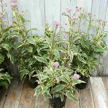 山野草 藤袴ガチャ④ 白いフジバカマ 抜き苗 山野草 藤袴ガチャ⑥ 白いフジバカマ 抜き苗