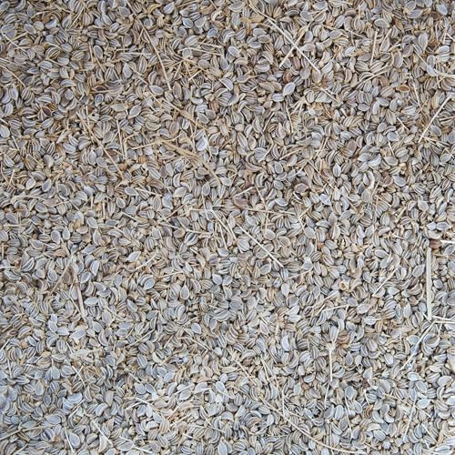 Palm Beach Medicinal Herbs - Poison Hemlock (Conium maculatum) - Packet of 30 Seeds