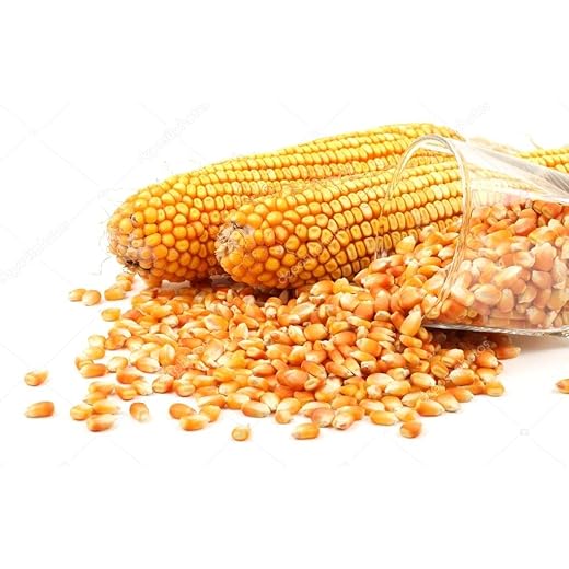 Organic Selected Maize Grains 500 g