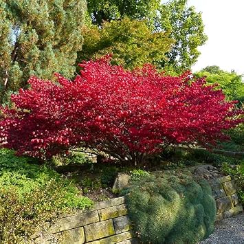 Brighter Blooms Dwarf Burning Bush, 2 Gallon | No Shipping to AK, AZ, HI, IA, MA, MD, ME, MO, NH, NY, OR, PA, VT, WI