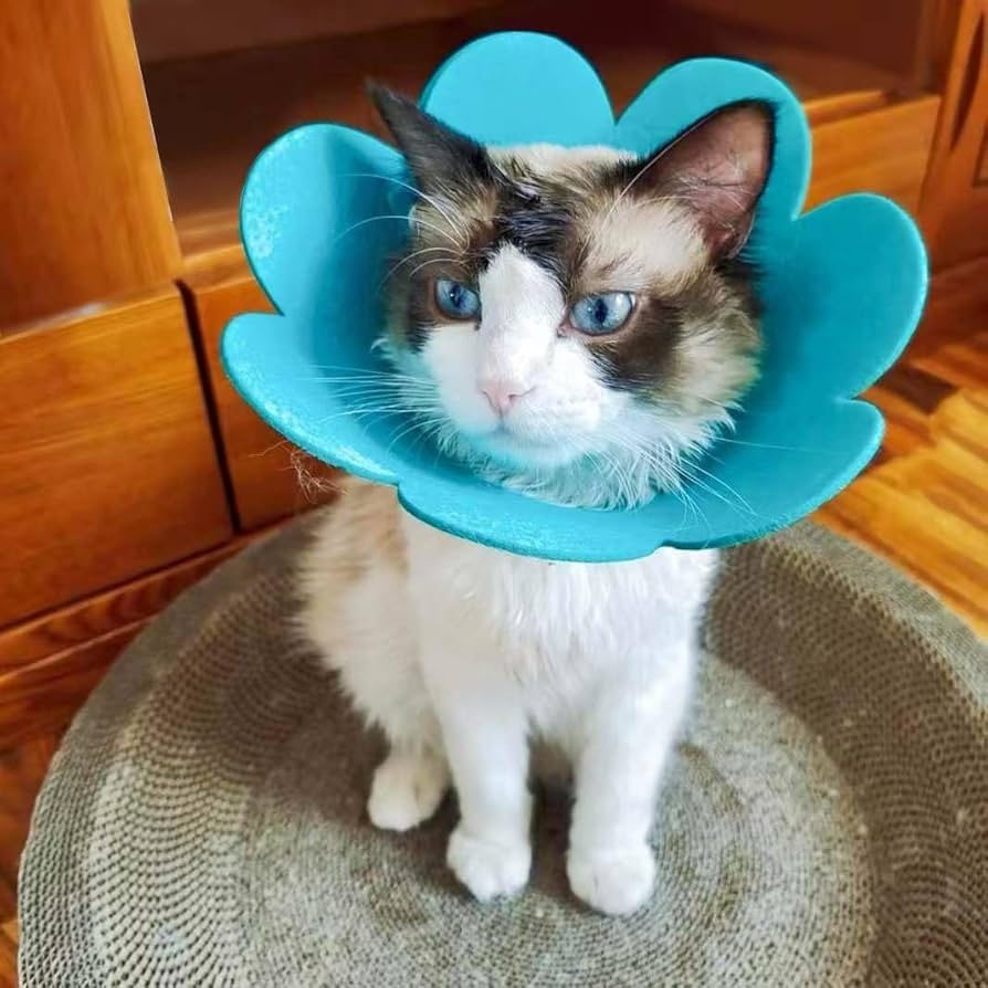エリザベスカラー 猫 犬 、猫 保護カバー、舐め防止 エメナルド L Amazon | エリザベスカラー猫 犬 、猫 保護カバー、舐め防止