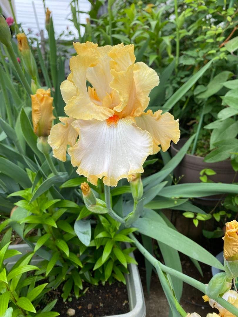 Amazon｜ジャーマンアイリス オレンジ×白 1株｜観葉植物 オンライン通販