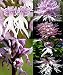 by DUBU 7 Types New 100 Pcs Italian Men Orchid, Pyramid Monkey Orchid, Orchid Testes (Men Orchid Mix)