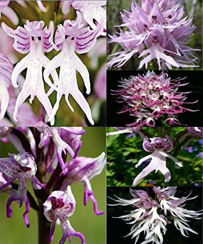DUBU 7 Types New 100 Pcs Italian Men Orchid, Pyramid Monkey Orchid, Orchid Testes (Men Orchid Mix) DUBU 7 Types New 100 Pcs Italian Men Orchid, Pyramid Monkey Orchid, Orchid Testes (Men Orchid Mix)