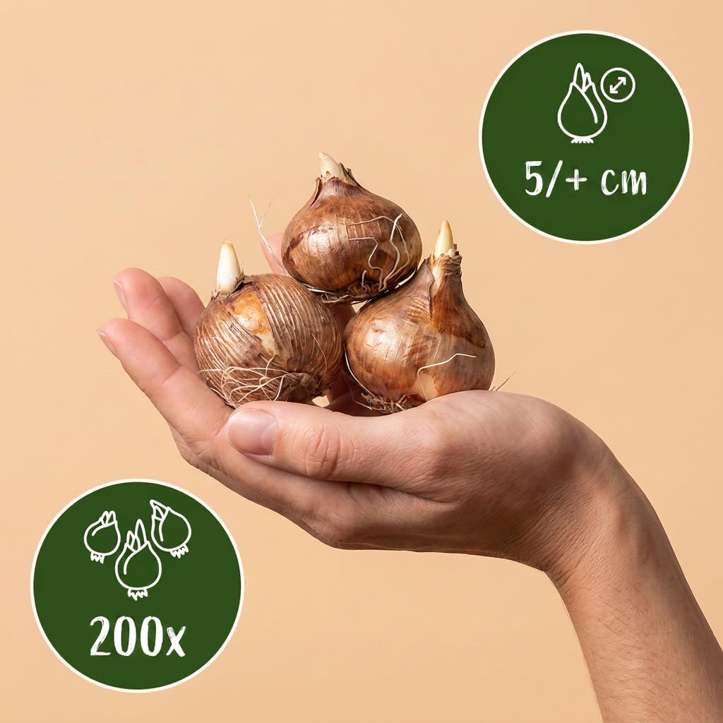 Green boutiQ - 200x Crocus Ruby Giant - Großblütiger Krokus - Lila - Verwilderungszwiebel - Zwiebelgröße 5/+