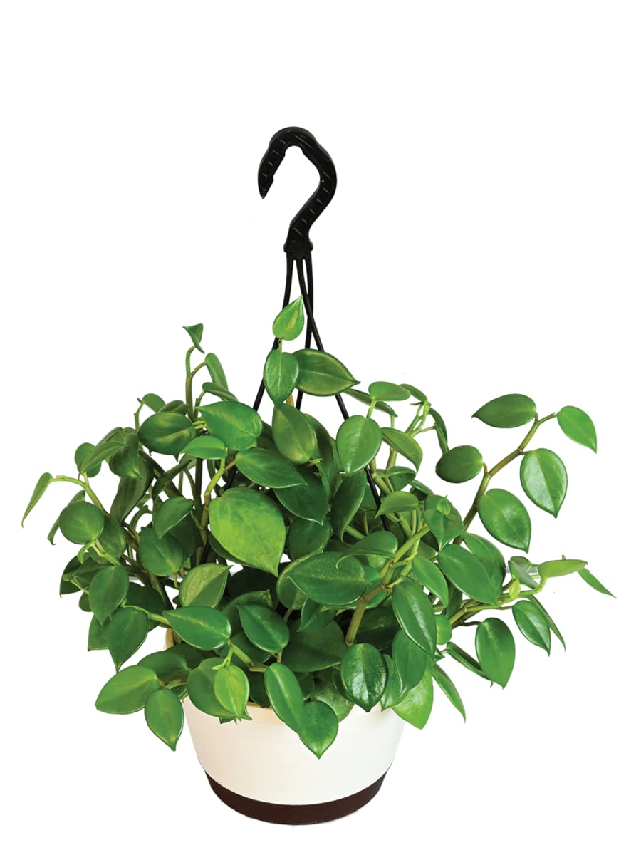 UGAOO Peperomia Green Creeper Natural Live Indoor Plant with Hanging Pot (B0B74QZ9FQ) Amazon Price History, Amazon Price Tracker