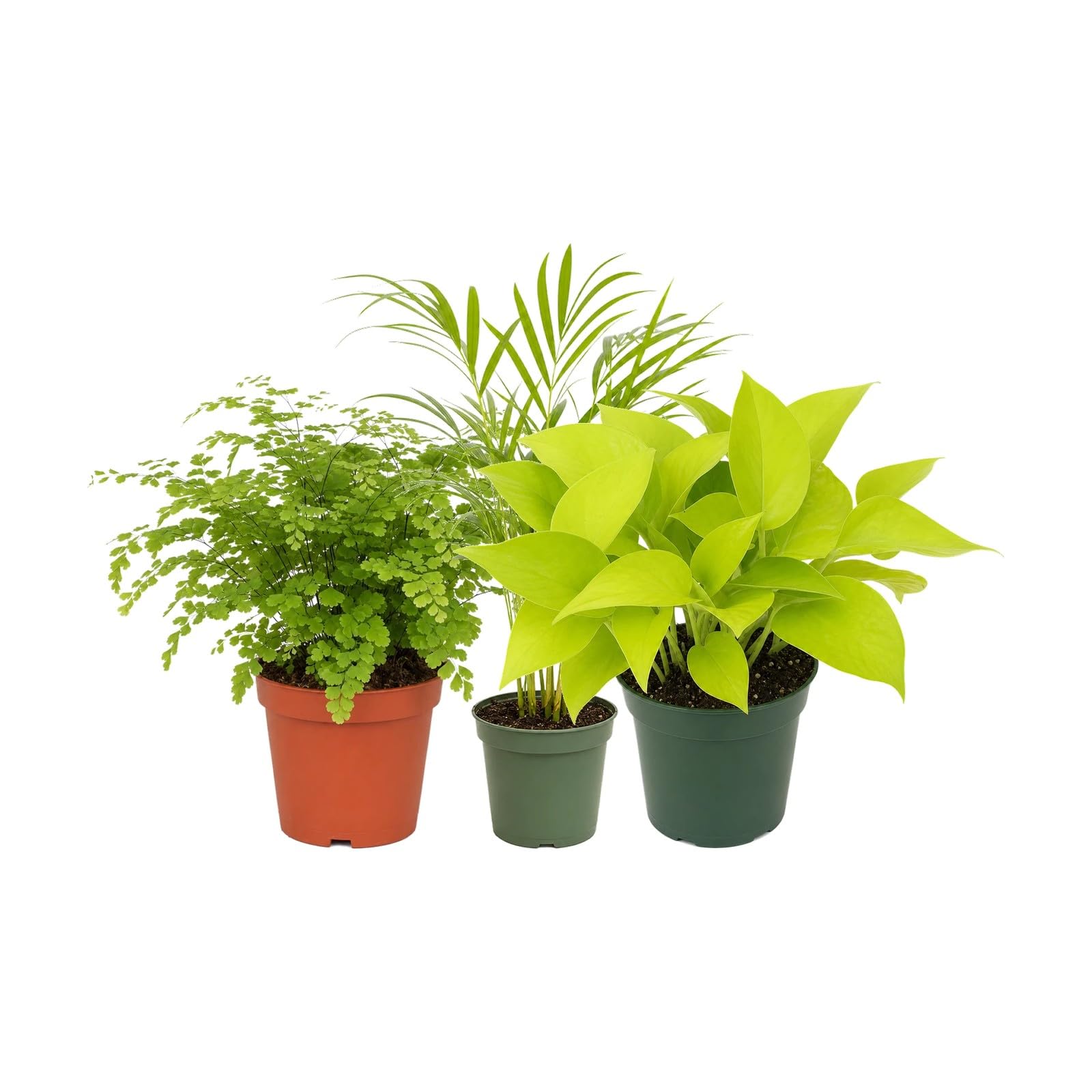 DECOALIVE Pack 3 Plantas: Culantrillo, Palma Areca y Poto Amarillo