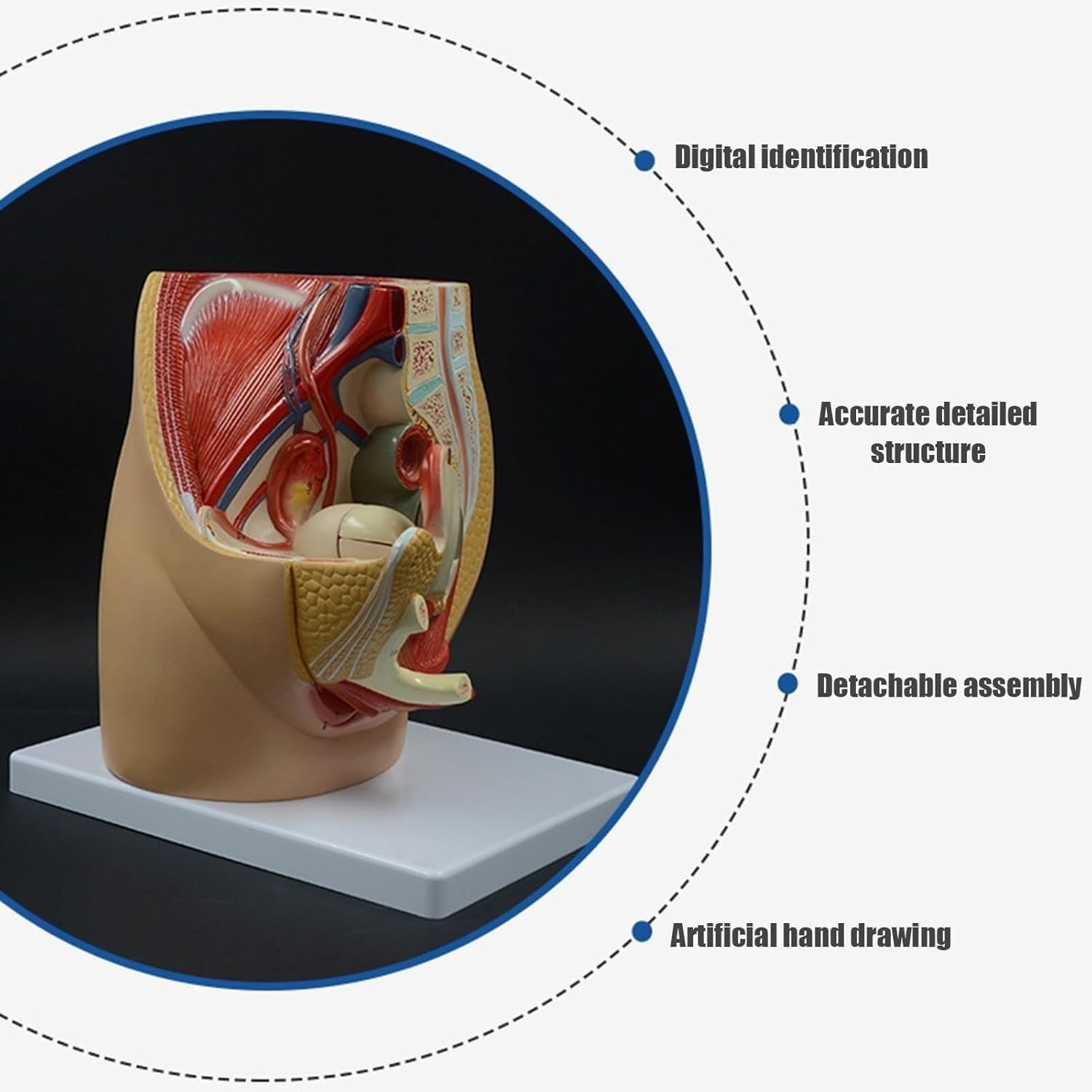 1 szt. Model anatomii strzałkowej miednicy dorosłej kobiety – szczegółowy układ rozrodczy z cyfrowym identyfikatorem do celów edukacji w zakresie opieki zdrowotnej i zajęć lekcyjnych