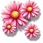 Pink Daisy