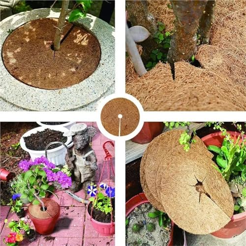 Estera fibra de coco contra la sequedad en plantas de interior, formato circular 35cm 6