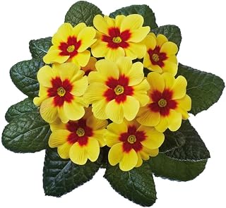 20 x Primrose Plug Plants. Primula 'Jupiter F1 Yellow with Red Eye'. Yellow Flowers. Winter Bedding Flowers. Value Plug Plant x 5. Available from Bedwen Plants