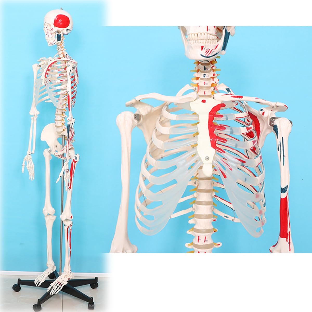 Pełnowymiarowy model anatomiczny ludzkiego szkieletu o długości 170 cm z malowanymi mięśniami i podstawą rolkową