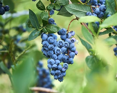 Miniatura 4 de Paquete combinado de semillas de frutas, 6 tipos, fresa, frambuesa, morera, manzana, naranja, arándano, semillas de arándano, reliquia sin OMG y