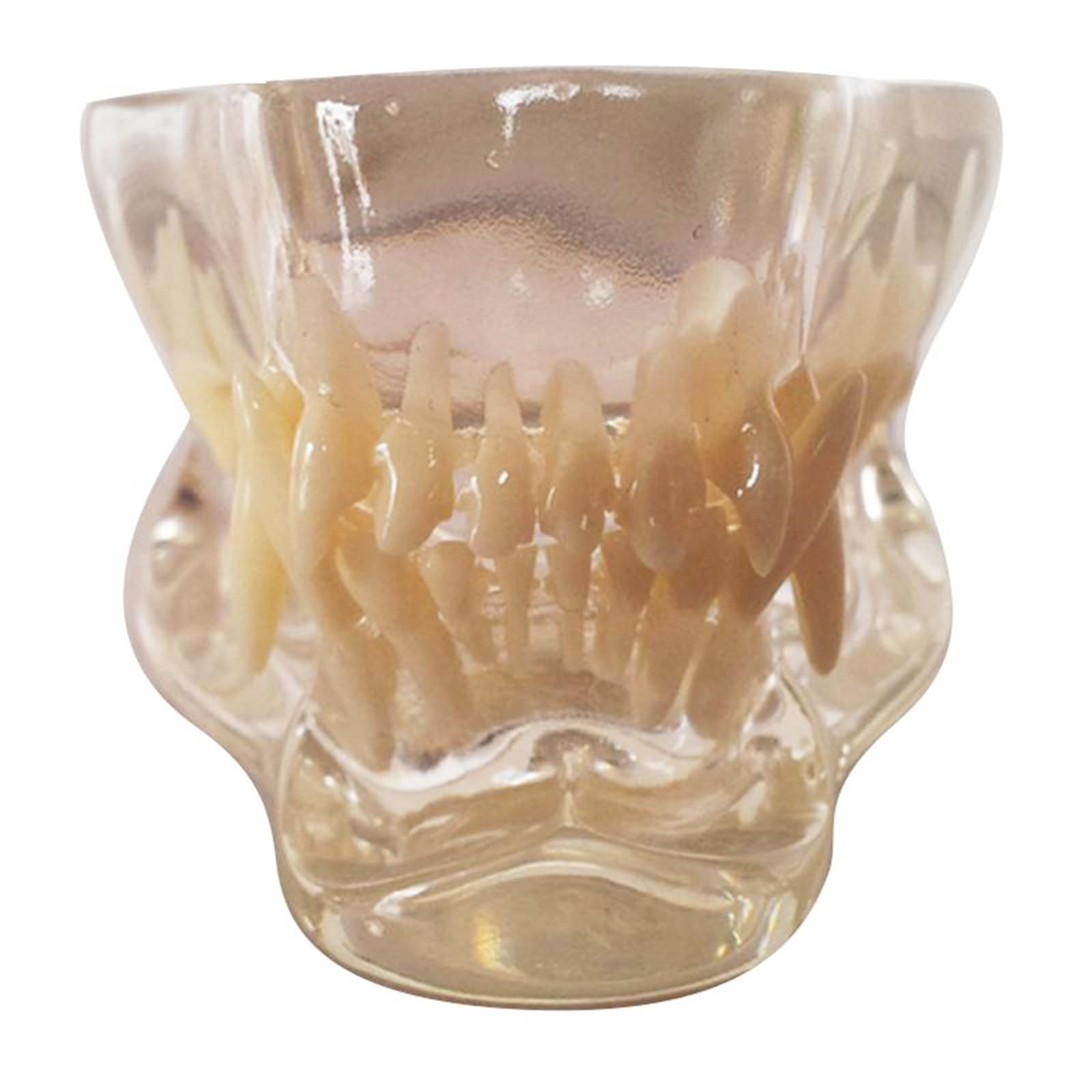 Modelo De Dientes Tipodontos De Perro, Cráneo, Mandíbula Anatómica Transparente para Clínica Veterinaria, para Demostración De Anatomía Médica (Transparente, 8,Transparent-8cm