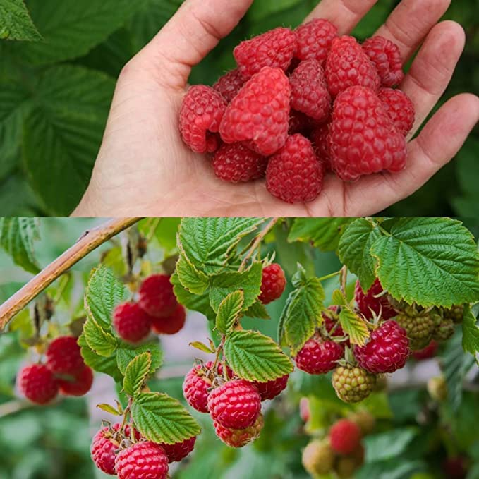 Carbeth Plants 3 x Raspberry Autumn Bliss Bare Root Cane