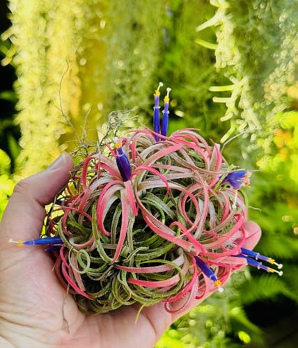 Tillandsia Ionantha Rubra Uva – Planta Aérea Natural de 15 cm – Sin Tierra – Planta de Aire Real de Trendyairplants – Cultivo de Bromelias