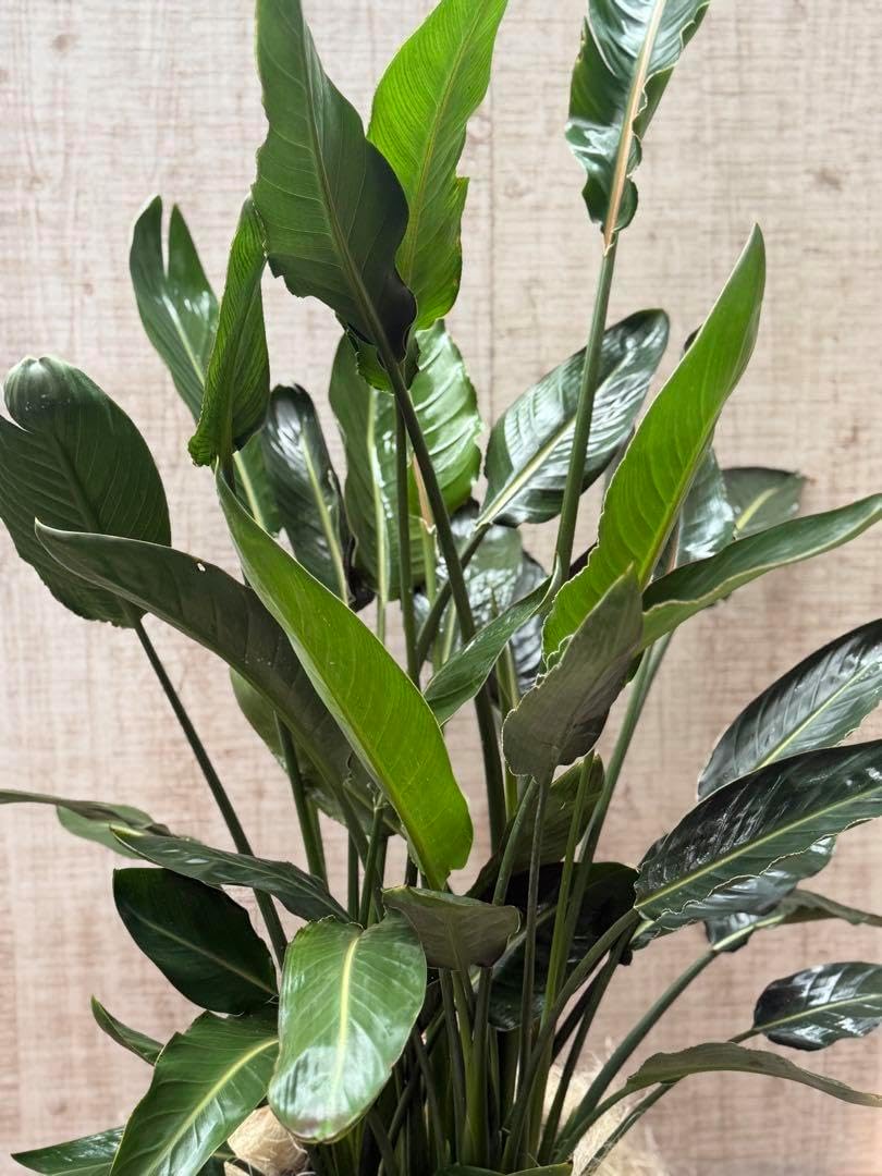 極楽鳥花　レギネ ストレリチア レギネ 極楽鳥花【観葉植物 7号鉢／1個売り